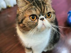 -李小姐の猫咖啡馆(五角场店)