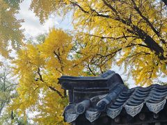 -泰山风景名胜区-普照寺