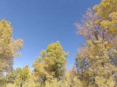 -金塔沙漠胡杨林景区