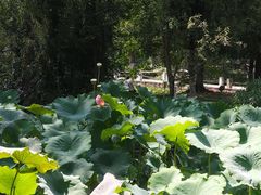 -花溪公园