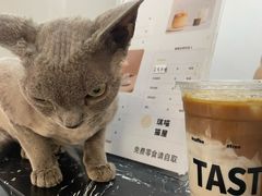 -琪喵猫屋·撸猫猫咖·猫舍