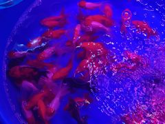 -中环花鸟鱼虫市场