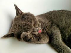 -猫的茶·猫咖