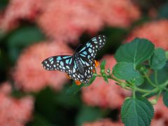 -上海动物园(地铁站)