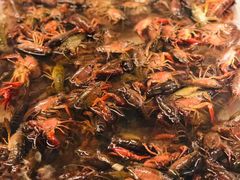 -开元新晶都酒店·自助火锅