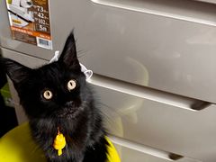 -momokira米努特·德文卷毛猫·棉花面纱犬