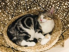 -飞行喵MR PILOT|猫舍·猫咖(静安大融城店)