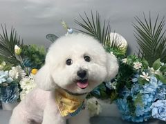 -BABIT巴比特宠物(MOMOPARK店)