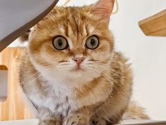 -有喵·猫咖·狗咖·40+猫狗有小奶狗(岗厦店)