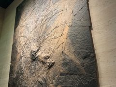 -浙江自然博物院(杭州馆)