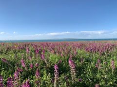 -青海湖国家重点风景名胜区