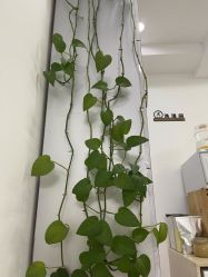 -瓷肌博士·祛痘科技美肤