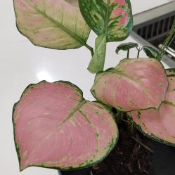 点击看大图 -静待花开瑜伽尊巴会馆