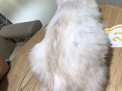 -藏猫猫咖啡主题馆(中央大道店)