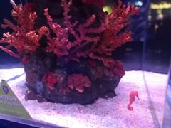 -暹罗海洋世界