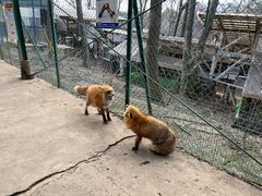 -宫城藏王狐狸村