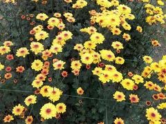 -三圣花乡旅游区