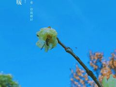 -杭州植物园