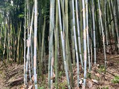 -潜山国家森林公园