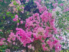 -深圳国际园林花卉博览园