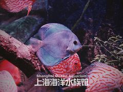 -上海海洋水族馆