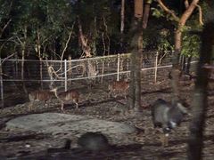 -清迈夜间动物园