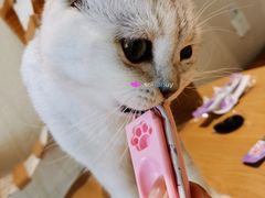 -藏猫猫咖啡主题馆(中央大道店)