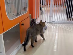 -三花喵·撸猫购宠·宠物生活馆(虹桥南丰城店)