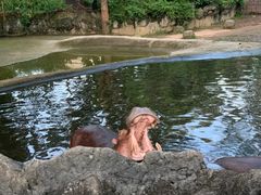 -清迈夜间动物园