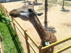 -西霞口神雕山野生动物世界