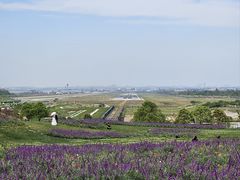 -空港花田景区