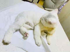 -宠爱国际动物医院· 猫科· 外科·中兽医(长白店)