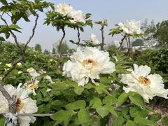 -曹州百花园