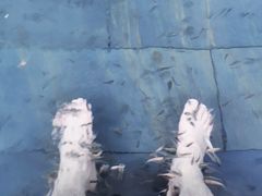 -剑河仰阿莎温泉小镇