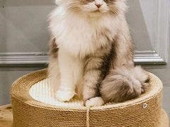 -安格丽娜·狗咖·猫咖羊驼咖(春熙路百盛商场店)