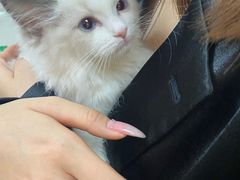 -lincat·猫舍(广州店)