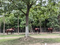 -上海海湾国家森林公园