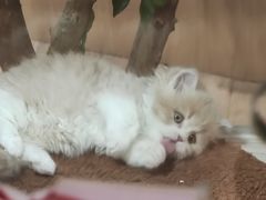 -屋虎猫馆(宝安大仟里店)