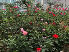 -正佳雨林生态植物园