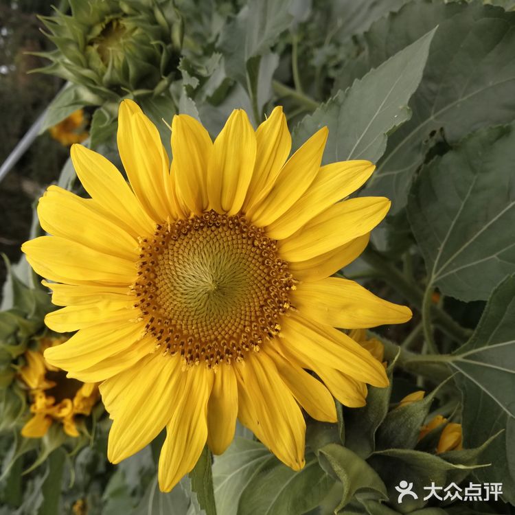 亦庄里比较大的街心花园