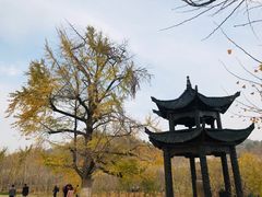 -千年银杏谷文化旅游区