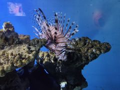 -太平洋海底世界