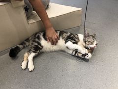 -飞行喵MR PILOT|猫舍·猫咖(静安大融城店)