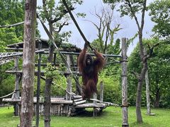 -上海野生动物园