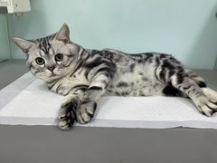 -小伙伴宠物医院•急重症转诊中心·老年专科·犬猫全科(北大街总院)