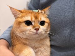 -瑞派名望志远动物医院·猫科·內科·异宠专科(直港大道店)