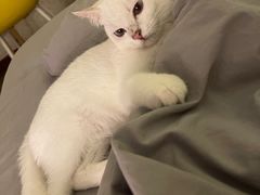 -飞行喵MR PILOT|猫舍·猫咖(静安大融城店)