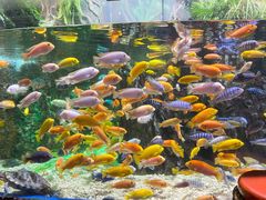 -太平洋海底世界