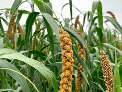 -中国天府农业博览园