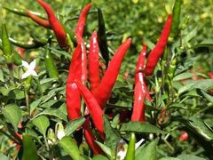 -莲塘味宝园牛杂(天越翔园店)